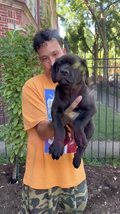 Black Female Cane Corso Puppy, a female Cane Corso for sale in Chicago, IL – 2 of 2