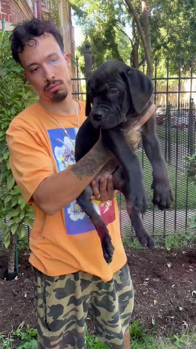 Black Female Cane Corso Puppy, a female Cane Corso for sale in Chicago, IL – 2 of 2
