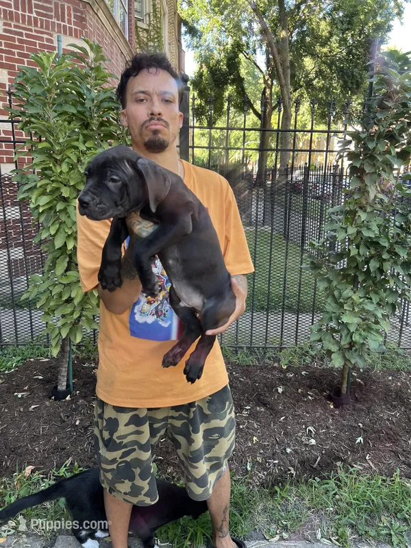 Black Male Cane Corso Puppy #3 – Cane Corso puppy for sale in Chicago, IL