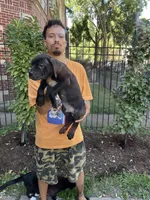 Black Male Cane Corso Puppy #3, a male Cane Corso for sale in Chicago, IL – 1 of 2