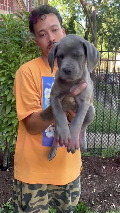 Blue Female Cane Corso Puppy, a female Cane Corso for sale in Chicago, IL – 2 of 2