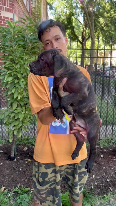 Brindle Male Cane Corso Puppy #2, a male Cane Corso for sale in Chicago, IL – 2 of 2