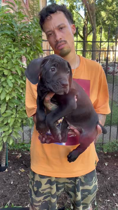 Black Male Cane Corso Puppy #3, a male Cane Corso for sale in Chicago, IL – 2 of 2