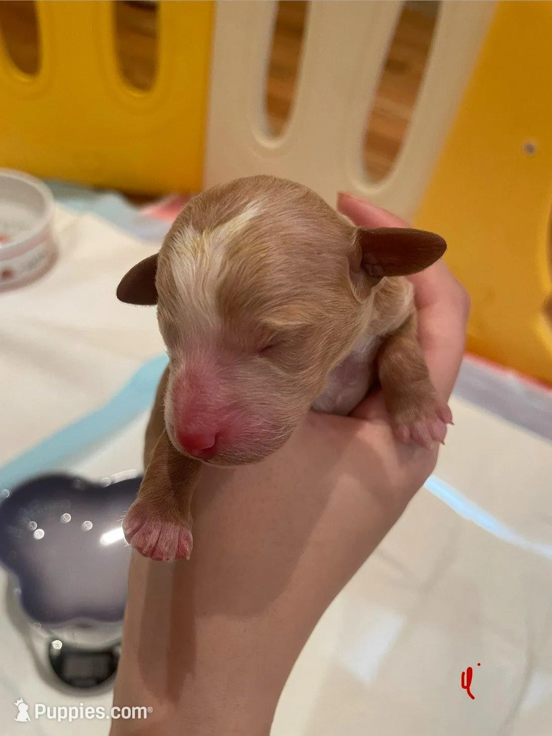 AKC small moyen green girl – Poodle - Miniature  puppy for sale in Dallas, TX