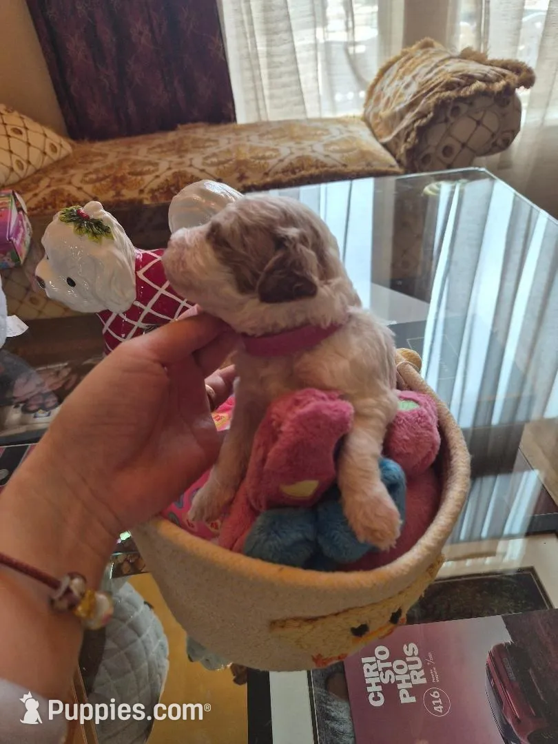 AKC small moyen magenta girl, a female Poodle - Miniature  for sale in Dallas, TX – Photo 3 of 8