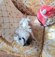 Imperial Nori Girl, a female Shih Tzu for sale in Frisco, TX – 3 of 7