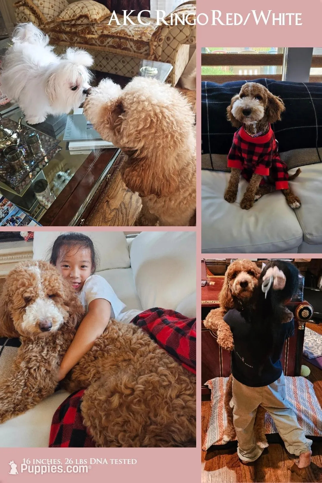 AKC small moyen magenta girl, a female Poodle - Standard  for sale in Dallas, TX – Photo 4 of 5