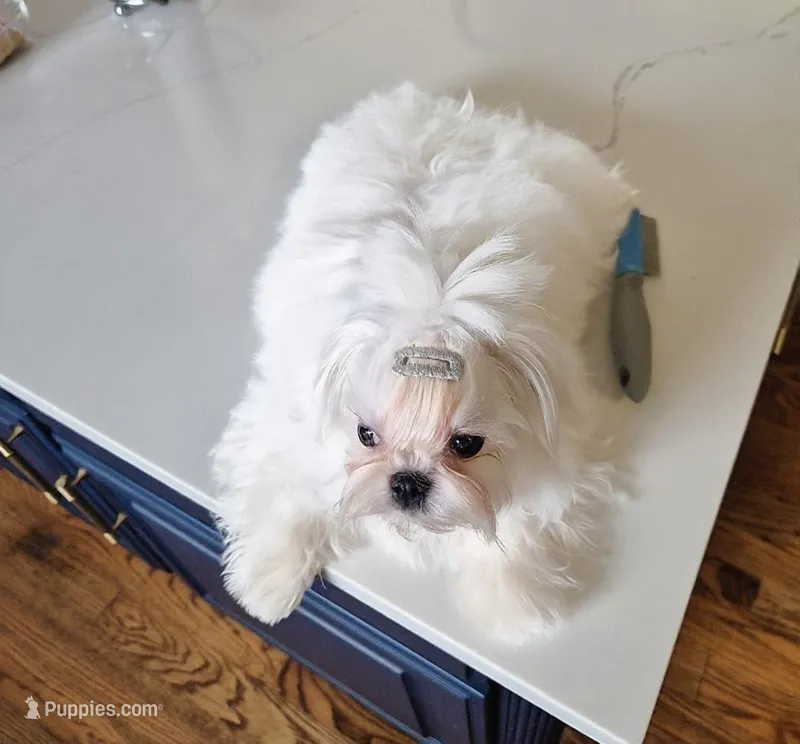 Korean AKC Full Cartier – Maltese puppy for sale in Frisco, TX