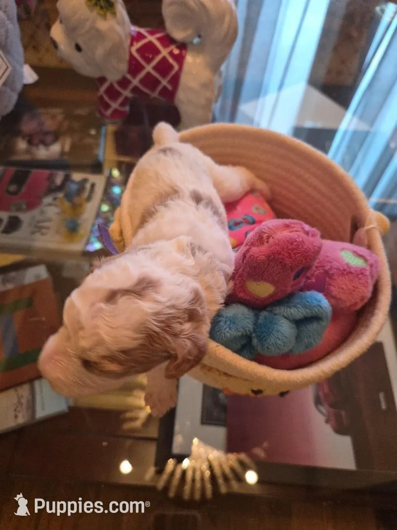 AKC small moyen purple girl, a female Poodle - Miniature  for sale in Dallas, TX – Photo 3 of 8