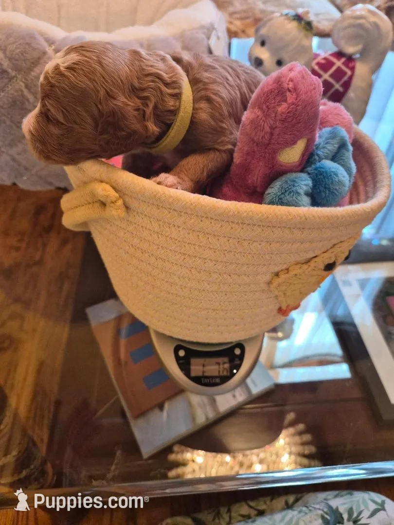 AKC small moyen green girl, a female Poodle - Miniature  for sale in Dallas, TX – Photo 2 of 8