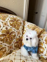 Korean AKC Full Kanzo, a male Maltese for sale in Frisco, TX – 2 of 4