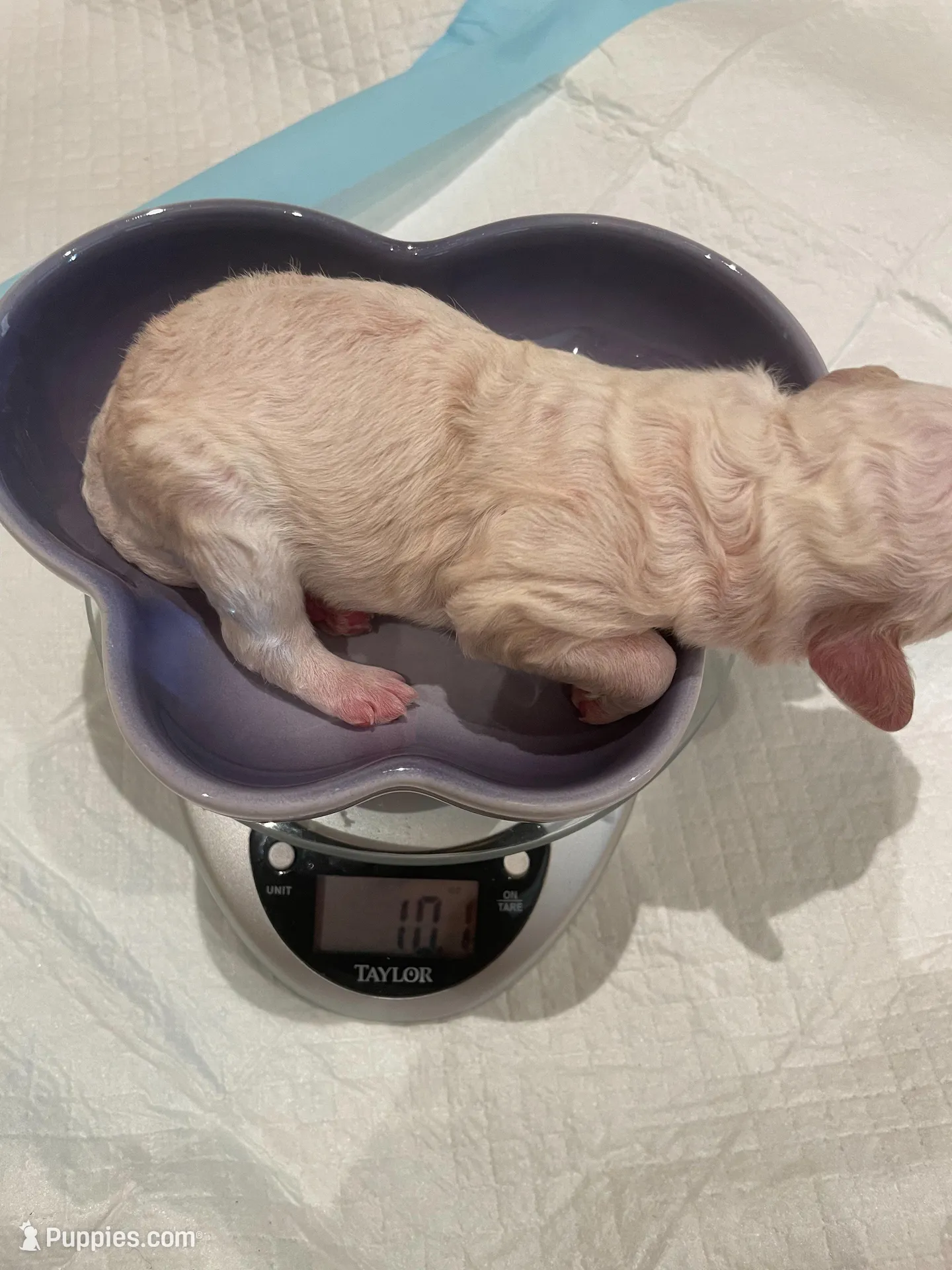 AKC small moyen Pink girl, a female Poodle - Standard  for sale in Dallas, TX – Photo 2 of 6