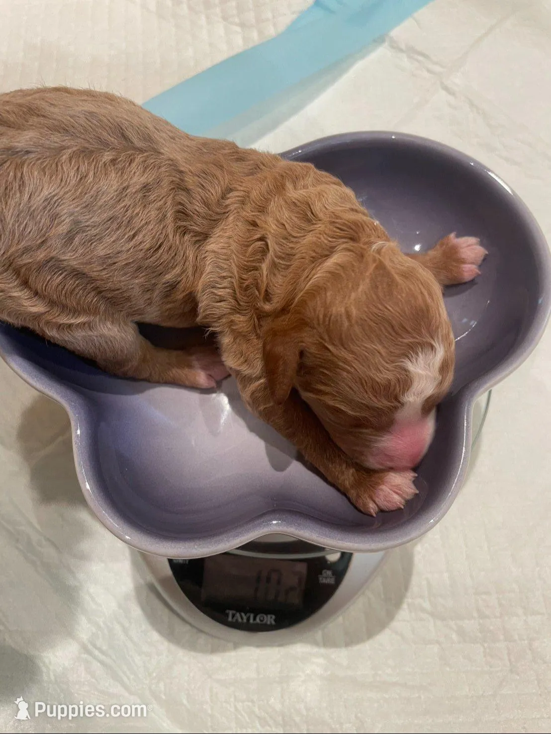 AKC small moyen Red girl, a female Poodle - Standard  for sale in Dallas, TX – Photo 2 of 6