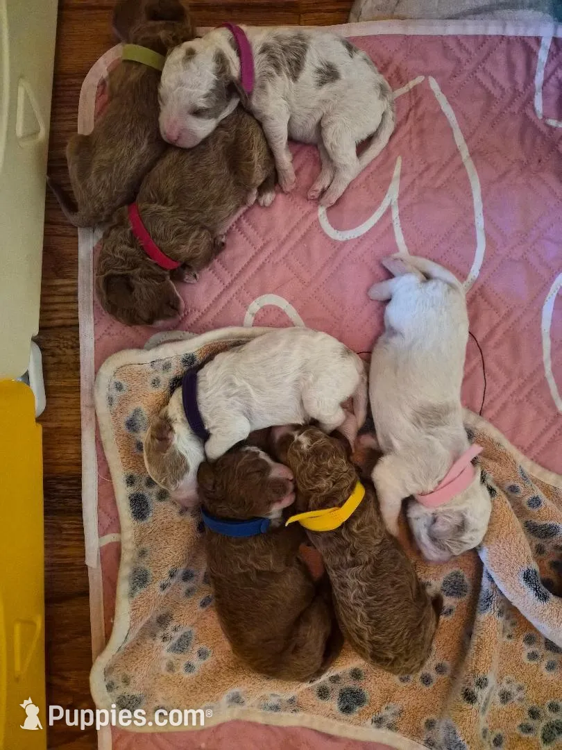 AKC small moyen yellow girl, a female Poodle - Standard  for sale in Dallas, TX – Photo 3 of 5