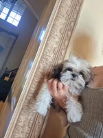 Imperial Nori Girl, a female Shih Tzu for sale in Frisco, TX – 1 of 7