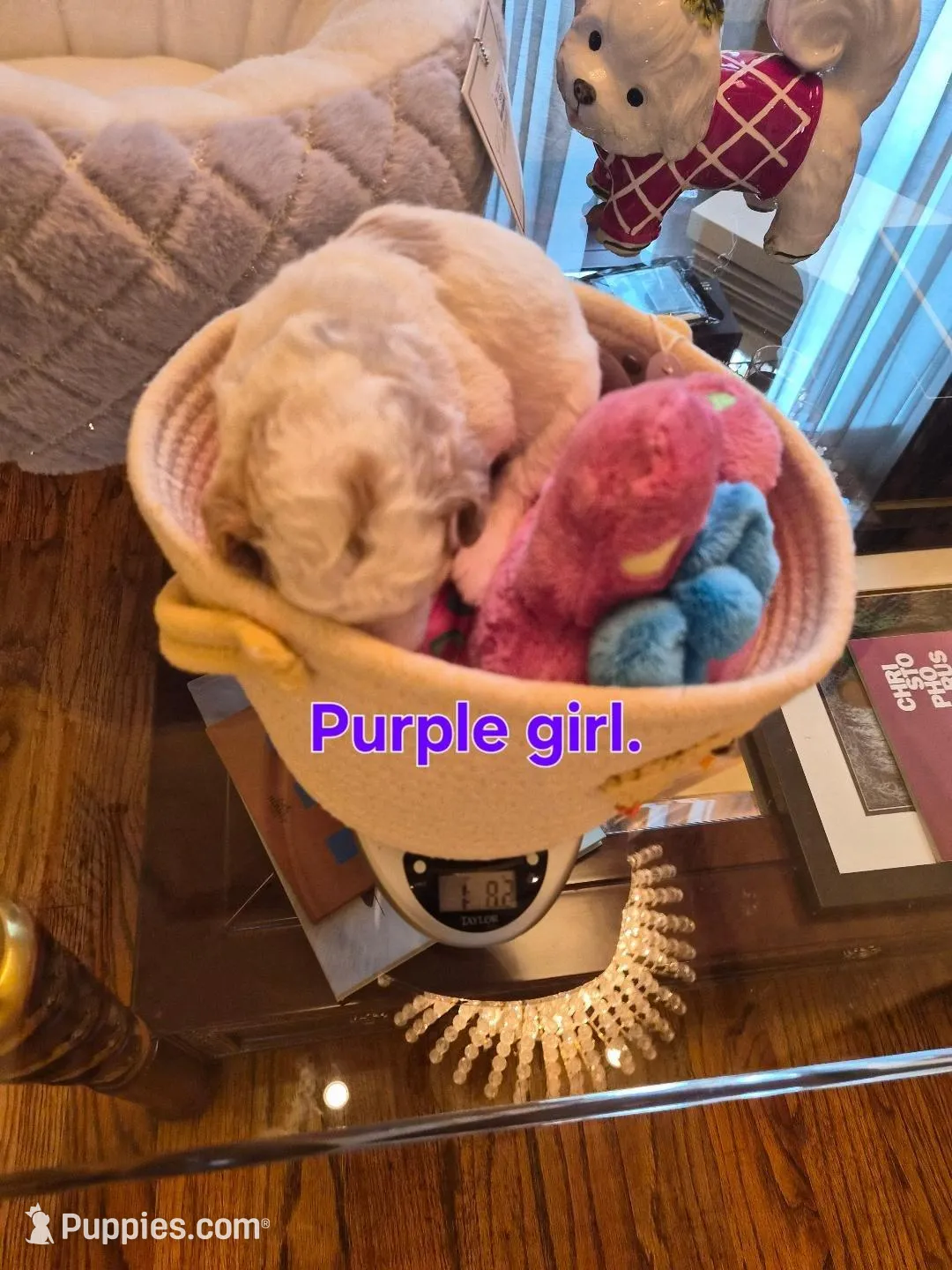 AKC small moyen purple girl, a female Poodle - Miniature  for sale in Dallas, TX – Photo 2 of 8