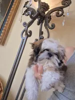Imperial Nori Girl, a female Shih Tzu for sale in Frisco, TX – 2 of 7