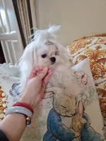 Korean AKC Full Cartier, a male Maltese for sale in Frisco, TX – 3 of 6