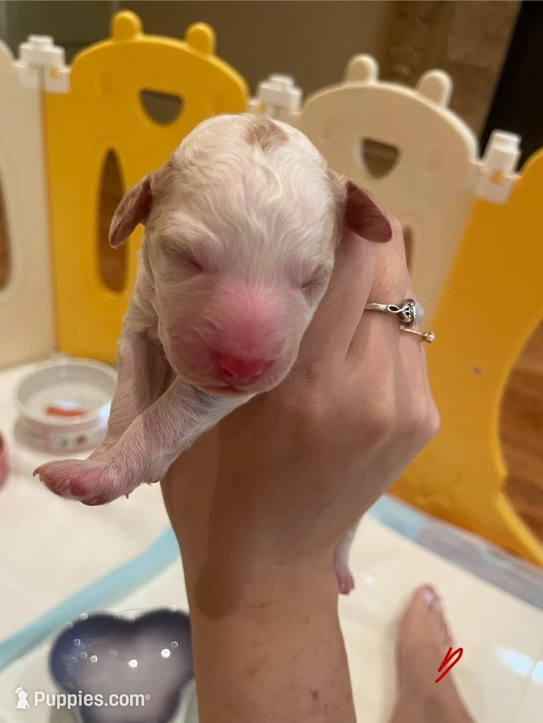 AKC small moyen purple girl – Poodle - Standard  puppy for sale in Dallas, TX