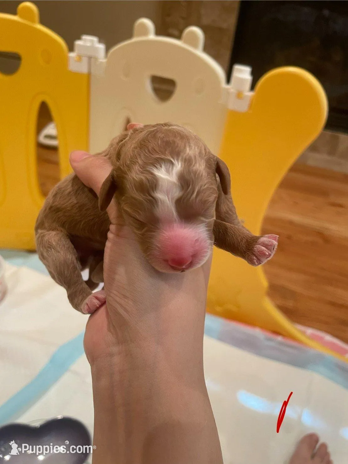 AKC small moyen Red girl – Poodle - Standard  puppy on hold in Dallas, TX