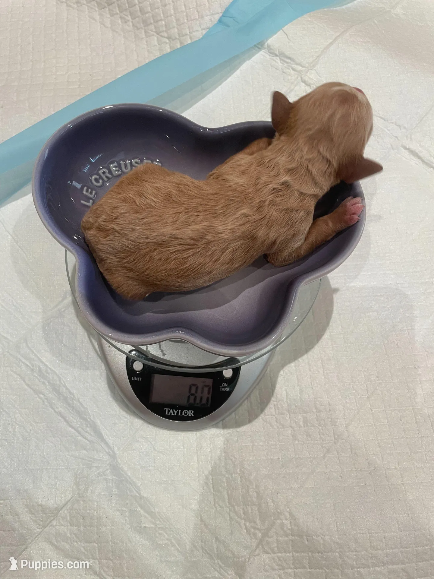 AKC small moyen green girl, a female Poodle - Standard  for sale in Dallas, TX – Photo 2 of 5