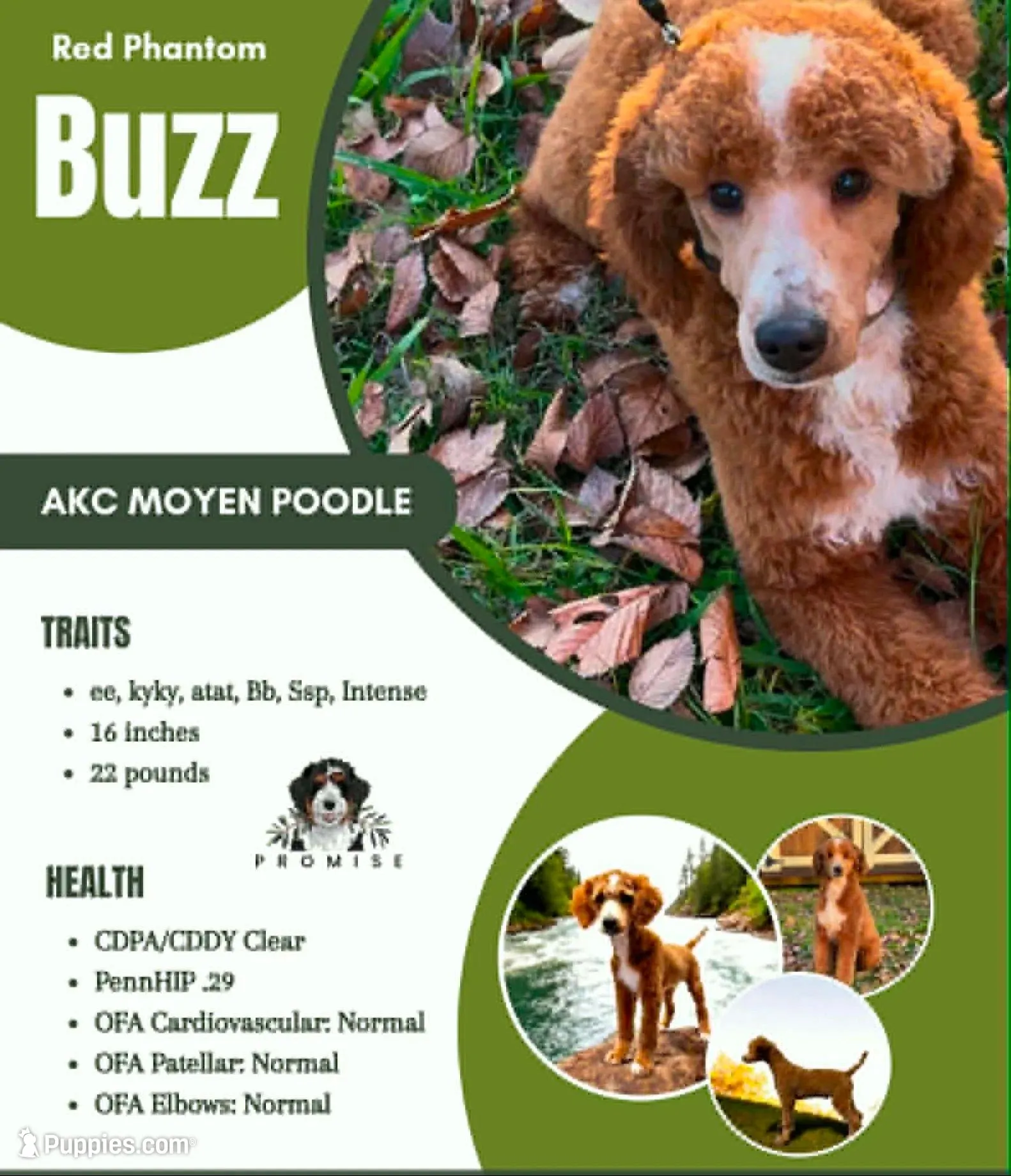 AKC small moyen Red girl, a female Poodle - Standard  for sale in Dallas, TX – Photo 6 of 6