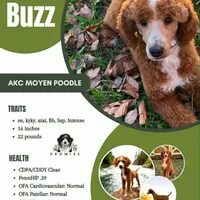 AKC Moyen Parti Boy, a male Poodle - Standard  for sale in Dallas, TX – Photo 3 of 5