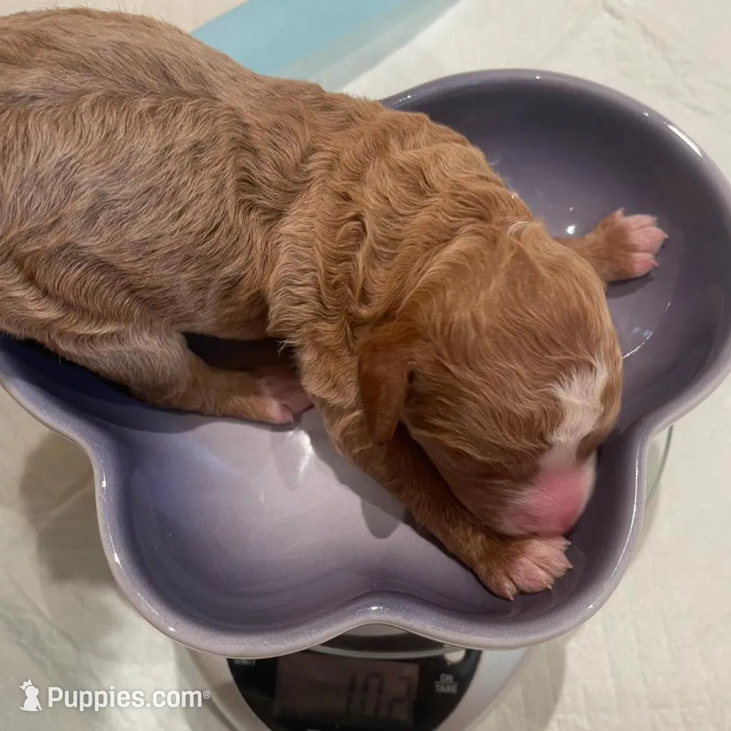 AKC Moyen Parti Boy, a male Poodle - Standard  for sale in Dallas, TX – Photo 5 of 5
