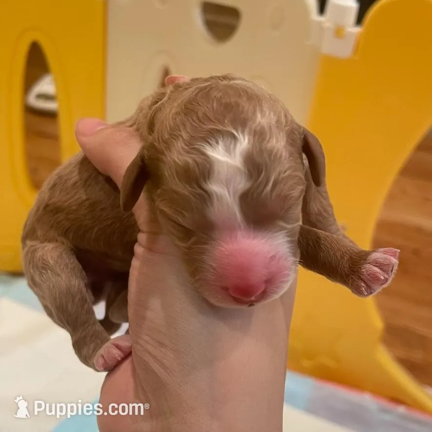 AKC Moyen Parti Boy, a male Poodle - Standard  for sale in Dallas, TX – Photo 4 of 5