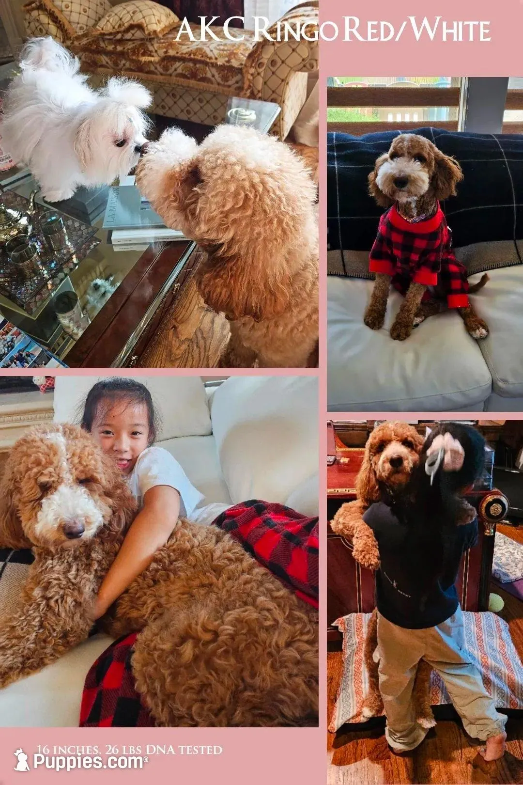 AKC small moyen Red girl, a female Poodle - Standard  for sale in Dallas, TX – Photo 4 of 6