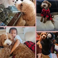 AKC Moyen Parti Boy, a male Poodle - Standard  for sale in Dallas, TX – Photo 1 of 5