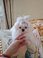 Korean AKC Full Cartier, a male Maltese for sale in Frisco, TX – 2 of 6