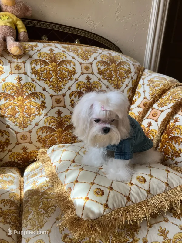 Korean AKC Full Kanzo – Maltese puppy for sale in Frisco, TX