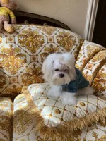 Korean AKC Full Kanzo, a male Maltese for sale in Frisco, TX – 1 of 4