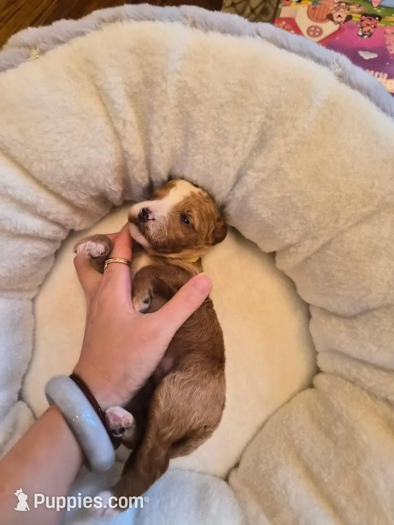 AKC small moyen green girl, a female Poodle - Miniature  for sale in Dallas, TX – Photo 3 of 8