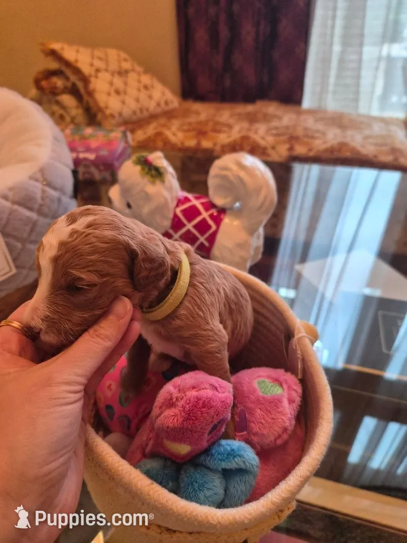 AKC small moyen green girl – Poodle - Standard  puppy for sale in Dallas, TX