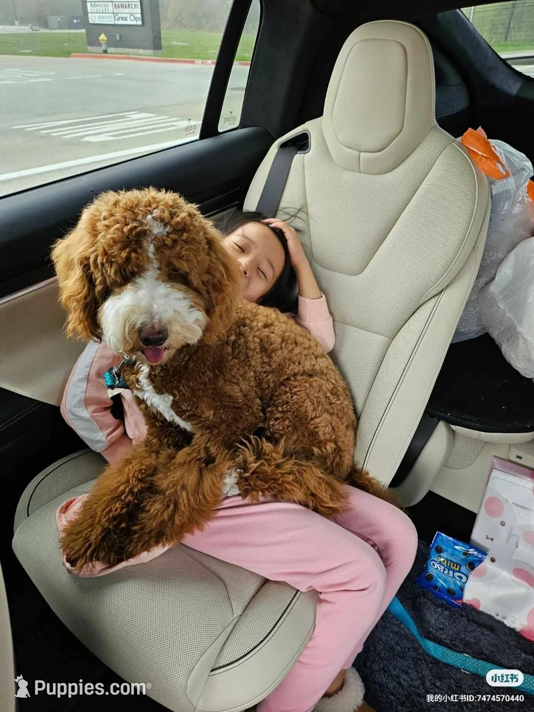 AKC small moyen green girl, a female Poodle - Miniature  for sale in Dallas, TX – Photo 4 of 5