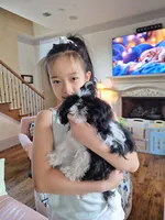Imperial Ponyo, a female Shih Tzu for sale in Frisco, TX – 2 of 3