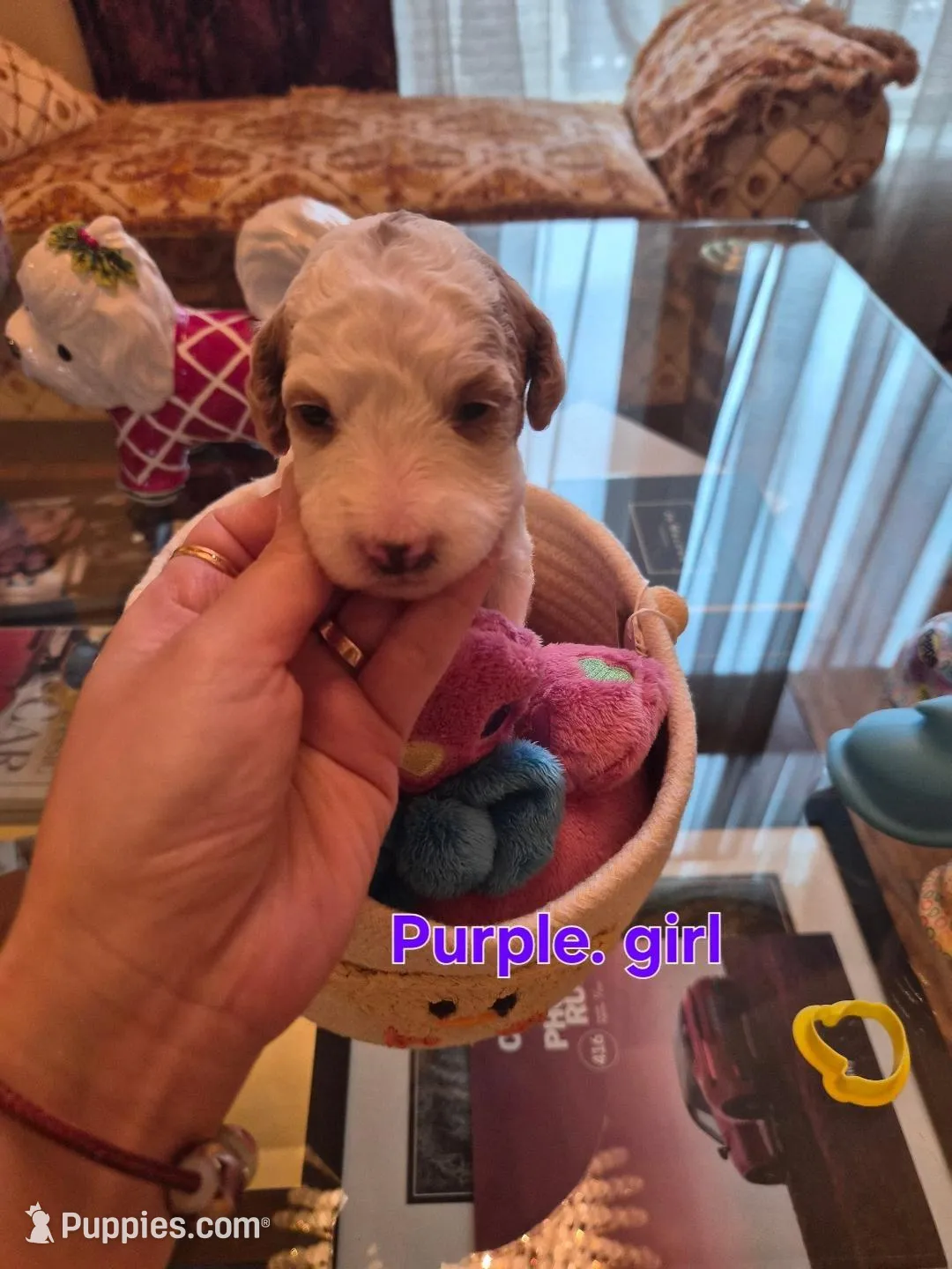 AKC small moyen purple girl – Poodle - Standard  puppy for sale in Dallas, TX