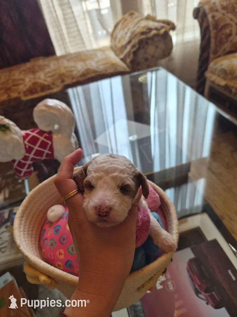 AKC small moyen magenta girl – Poodle - Standard  puppy for sale in Dallas, TX