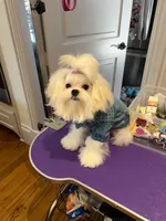 Korean AKC Full Kanzo, a male Maltese for sale in Frisco, TX – 4 of 4
