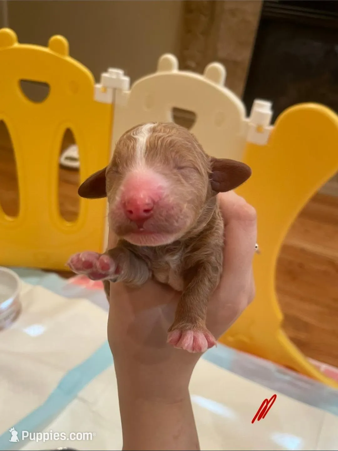 AKC small moyen yellow girl – Poodle - Standard  puppy on hold in Dallas, TX