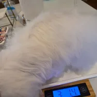 AKC Korean Teacup Boy, a male Maltese for sale in Dallas, TX – Photo 6 of 8