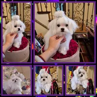 AKC Korean Teacup Boy, a male Maltese for sale in Dallas, TX – Photo 5 of 8