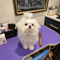 AKC Korean Teacup Boy, a male Maltese for sale in Dallas, TX – Photo 3 of 8