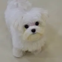 AKC Korean Teacup Boy, a male Maltese for sale in Dallas, TX – Photo 8 of 8