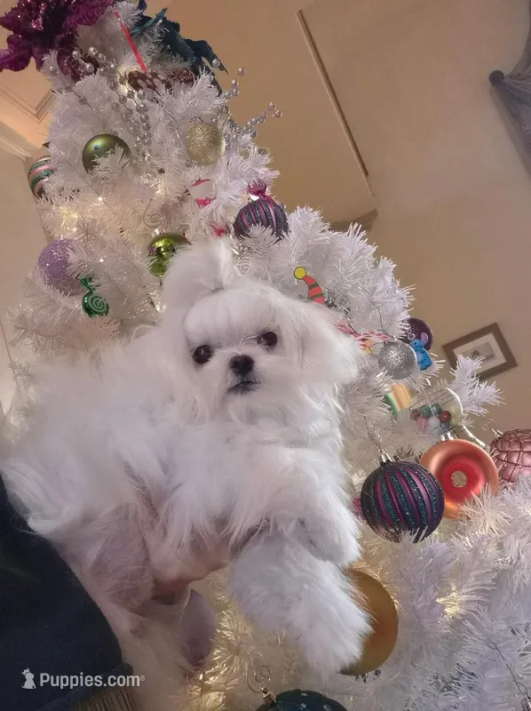 AKC Korean Teacup Boy