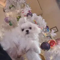 AKC Korean Teacup Boy, a male Maltese for sale in Dallas, TX – Photo 1 of 8