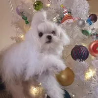 AKC Korean Teacup Boy, a male Maltese for sale in Dallas, TX – Photo 4 of 8