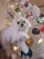 processed/cbdf89c4-5900-47fb-bca4-79afa3f81a7e/listing/c50e7410-651d-4176-993c-672e72dede1a/820df2fe-e725-4e9a-b0c9-ff7d64062362